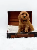 Kit Kat, a male Miniature Goldendoodle for sale in Statesville, NC – Photo 9 of 10