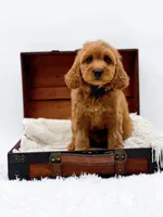 Kit Kat, a male Miniature Goldendoodle for sale in Statesville, NC – Photo 10 of 10