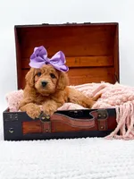 Summer, a female Miniature Goldendoodle for sale in Statesville, NC – 1 of 10