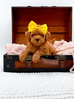 Alice, a female Miniature Goldendoodle for sale in Statesville, NC – 2 of 10