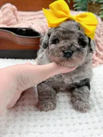Micro Mini-Nala, a female Miniature Bernedoodle for sale in Statesville, NC – 8 of 10