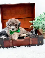 Freckles(Blue Eye), a male Bernedoodle for sale in Statesville, NC – 6 of 10