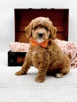 Alfie, a male Miniature Goldendoodle for sale in Statesville, NC – 6 of 10