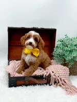 Lilly, a female Cavapoo for sale in Statesville, NC – 6 of 10