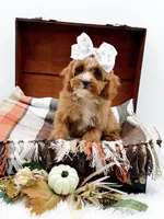 Lady, a female Cavapoo for sale in Statesville, NC – 2 of 10
