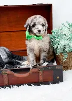 Franklin, a male Bernedoodle for sale in Statesville, NC – 9 of 10