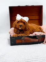 Ruby, a female Cavapoo for sale in Statesville, NC – 3 of 10