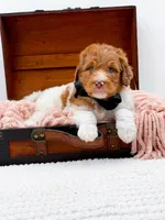 Harry, a male Bernedoodle for sale in Statesville, NC – 7 of 10