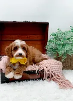 Lilly, a female Cavapoo for sale in Statesville, NC – 2 of 10