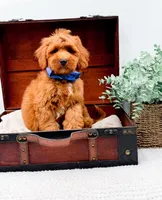 Paulie, a male Miniature Goldendoodle for sale in Statesville, NC – 4 of 10