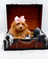 Susie, a female Miniature Goldendoodle for sale in Statesville, NC – 4 of 10