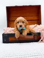 Samson, a male Miniature Goldendoodle for sale in Statesville, NC – 5 of 10
