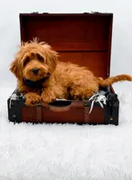 Annie, a female Miniature Goldendoodle for sale in Statesville, NC – 3 of 10