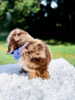 Odin-Blue Eyes, a male Miniature Bernedoodle for sale in Statesville, NC – 4 of 10
