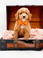 Alfie, a male Miniature Goldendoodle for sale in Statesville, NC – 9 of 10
