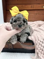 Micro Mini-Nala, a female Miniature Bernedoodle for sale in Statesville, NC – 6 of 10