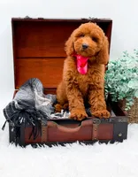 Emma, a female Miniature Goldendoodle for sale in Statesville, NC – 8 of 10