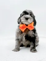 Buster, a male Miniature Goldendoodle for sale in Statesville, NC – Photo 3 of 10