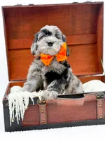 Buster, a male Miniature Goldendoodle for sale in Statesville, NC – Photo 10 of 10