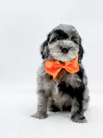 Buster, a male Miniature Goldendoodle for sale in Statesville, NC – Photo 2 of 10