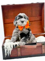 Buster, a male Miniature Goldendoodle for sale in Statesville, NC – Photo 9 of 10