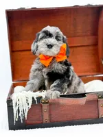 Buster, a male Miniature Goldendoodle for sale in Statesville, NC – Photo 8 of 10