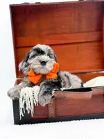 Buster, a male Miniature Goldendoodle for sale in Statesville, NC – Photo 4 of 10