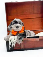 Buster, a male Miniature Goldendoodle for sale in Statesville, NC – Photo 5 of 10