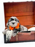 Buster, a male Miniature Goldendoodle for sale in Statesville, NC – Photo 6 of 10