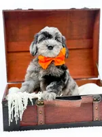 Buster, a male Miniature Goldendoodle for sale in Statesville, NC – Photo 7 of 10