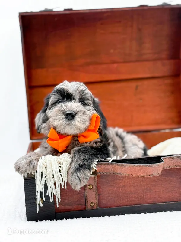 Buster – Miniature Goldendoodle puppy for sale in Statesville, NC