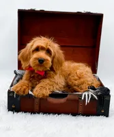 Amy, a female Miniature Goldendoodle for sale in Statesville, NC – 9 of 10