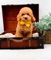Piper, a female Miniature Goldendoodle for sale in Statesville, NC – 2 of 10