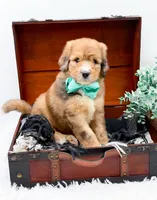Fletcher, a male Bernedoodle for sale in Statesville, NC – 3 of 10