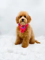 Heidi, a female Miniature Goldendoodle for sale in Statesville, NC – 5 of 10