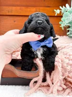 Micro Mini-Nelson, a female Miniature Bernedoodle for sale in Statesville, NC – 4 of 10