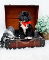 Fonzie, a male Bernedoodle for sale in Statesville, NC – 6 of 10