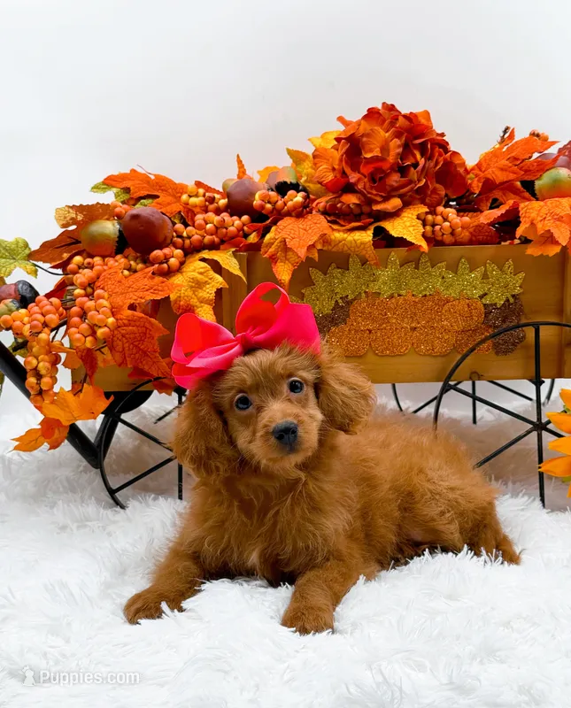 Trixie – Cavapoo puppy for sale in Statesville, NC