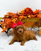 Trixie, a female Cavapoo for sale in Statesville, NC – 1 of 10