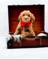 Biscuit, a male Miniature Goldendoodle for sale in Statesville, NC – Photo 3 of 10