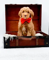 Biscuit, a male Miniature Goldendoodle for sale in Statesville, NC – Photo 5 of 10