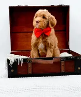 Biscuit, a male Miniature Goldendoodle for sale in Statesville, NC – Photo 9 of 10