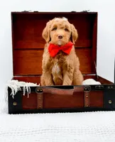 Biscuit, a male Miniature Goldendoodle for sale in Statesville, NC – Photo 8 of 10