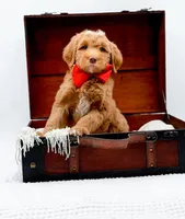 Biscuit, a male Miniature Goldendoodle for sale in Statesville, NC – Photo 7 of 10