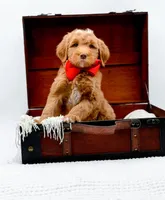 Biscuit, a male Miniature Goldendoodle for sale in Statesville, NC – Photo 6 of 10