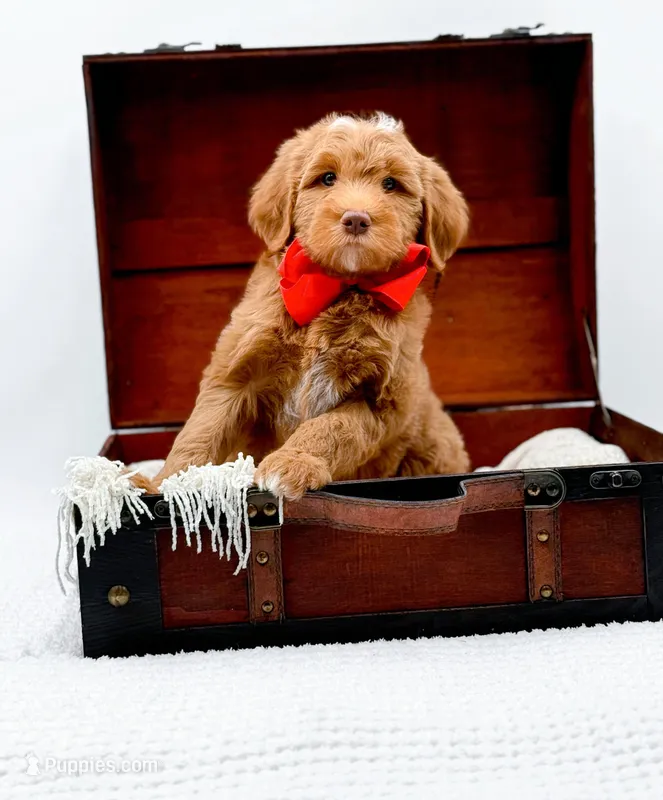 Biscuit – Miniature Goldendoodle puppy for sale in Statesville, NC