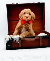 Biscuit, a male Miniature Goldendoodle for sale in Statesville, NC – Photo 1 of 10