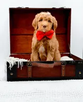 Biscuit, a male Miniature Goldendoodle for sale in Statesville, NC – Photo 4 of 10