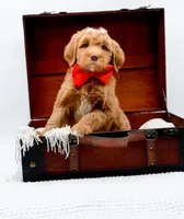 Biscuit, a male Miniature Goldendoodle for sale in Statesville, NC – Photo 2 of 10