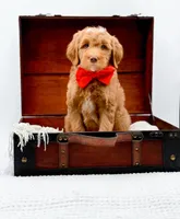 Biscuit, a male Miniature Goldendoodle for sale in Statesville, NC – Photo 10 of 10